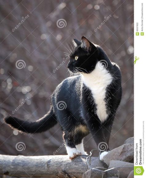 Cat Walking On Fence, Cat On A Fence, Cat On Fence, Cat Walking Reference, Cat Walking, Cat Watch, Cat Stock, Rail Fence, Cat Reference