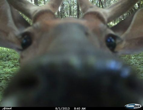 Deer found my dad's trail cam Deer Icon, Trinket Bag, Trail Cam, Funny Deer, Trail Cameras, Deer Photos, Deer Pictures, Pretty Animals, Cute Animals Images