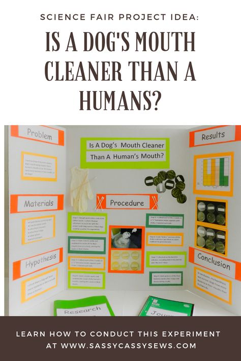 Science Fair: Is a Dog’s Mouth Cleaner Than a Human’s Mouth? #sciencefairprojects #sciencefair #dogsmouth #science #bacteria #experiment #awardwinningprojects Science Fair Projects With Dogs, Dog Science Fair Projects, Unique Science Fair Projects, Science Fair Projects Highschool, Winning Science Fair Projects, High School Science Fair, Kids Science Fair Projects, Science Fair Board, Science Fair Experiments