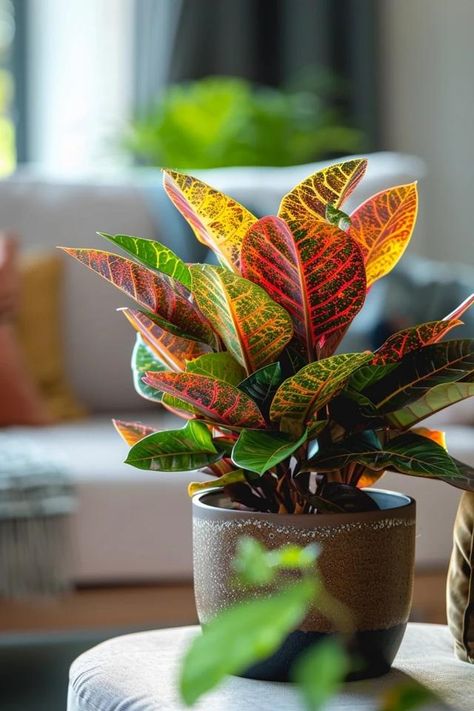 How To Trim A Croton: Pruning Tips Croton Plant, Plant Goals, Farmhouse Glam, Pruning Tools, Industrial Minimalist, Bohemian Coastal, Cervical Pillows, Beautiful Flowers Photos, Online Interior Design