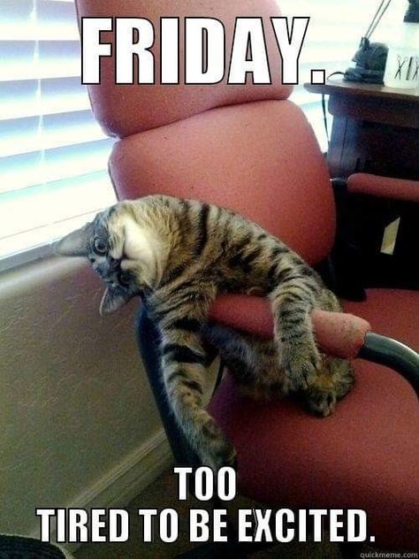 I Dont Like Mondays, Friday Cat, Tired Funny, Dog Waiting, Mom Thoughts, Too Tired, Friday Humor, Like Animals, Funny Cat Memes