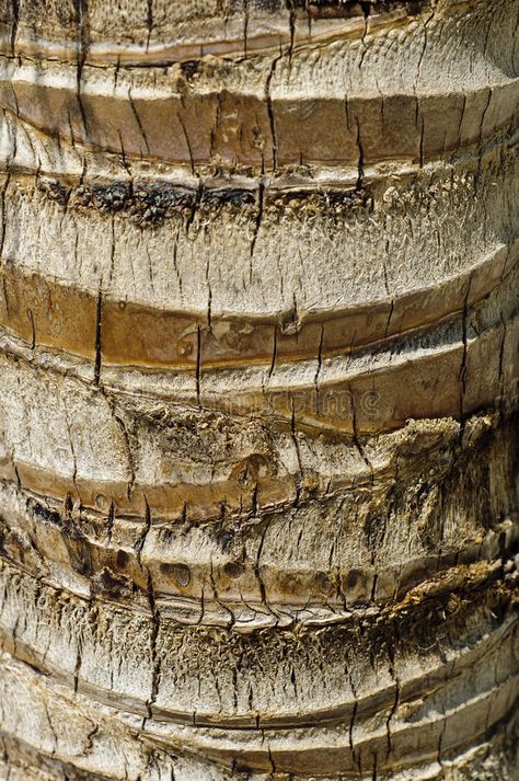 Coconut palm (Cocos nucifera) trunk stock photography Coconut Wood, Wood Trunk, Cocos Nucifera, Coconut Palm, Tree Photography, Coconut Tree, Tree Bark, Botany, Palm Trees