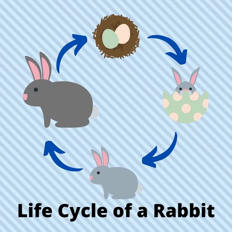 This is the real life cycle of a real rabbit! Rabbit Life Cycle, Life Cycles Preschool, Cycle For Kids, Science Kids, Rabbit Clipart, Rabbit Life, Life Cycle, Science For Kids, Life Cycles