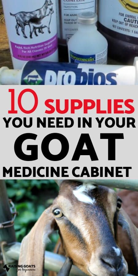 Raising Goats for Beginners: 10 supplies you must keep on hand in your goat medicine cabinet Goat Farming Ideas, Goat Playground, Goat Health, Keeping Goats, Goat Shelter, Goat Pen, Goat Milking, Farming Ideas, Baby Chicks Raising