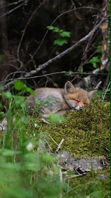 Fox In The Woods, Fox Wallpaper, Fantastic Fox, Wild Animals Photography, Wild Animals Pictures, What A Wonderful World, Forest Fox, Beautiful Wolves, Cute Wild Animals