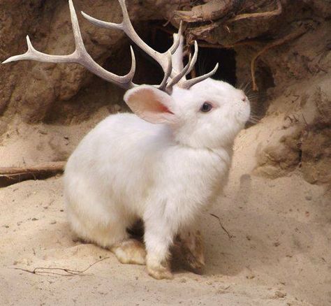 Bruce “The Jackalope Man” Larkin  has another interesting fact about jackalopes to share with you. They usually have 13 babies at a time; 6 babies of one gender and 7 of the other. Isn't that amazing! Albino Animals, Taxidermy Art, Vulture Culture, Pretty Animals, White Rabbit, Cute Creatures, Taxidermy, The Sand, Mythical Creatures