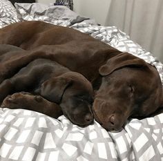 Untitled Labrador Noir, Chocolate Lab Puppies, Chocolate Labrador Retriever, Lab Puppy, Labrador Retriever Puppies, Rottweiler Puppies, Chocolate Labrador, Pug Puppies, Lab Puppies