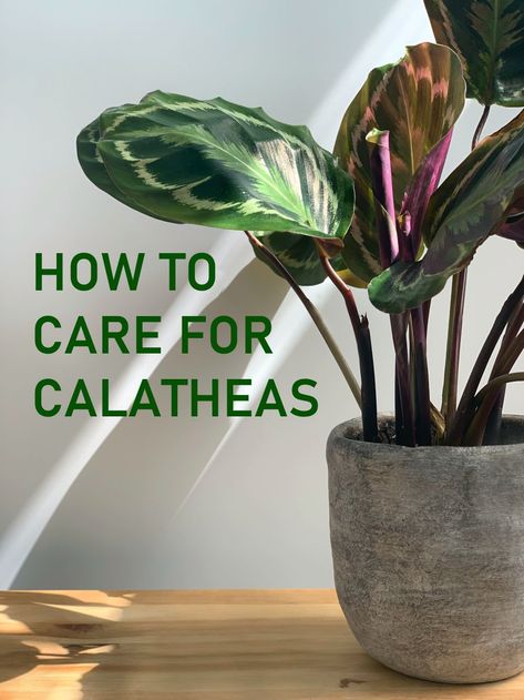 How to Care for Calatheas How To Care For Calathea Plant, Pinstripe Calathea Plant Care, Calathea Setosa Care, Rose Painted Calathea, Indoor Plant Care Tips, Calathea Makoyana Care, Calathea Stella, Jungle Reference, Calathea Plant Care