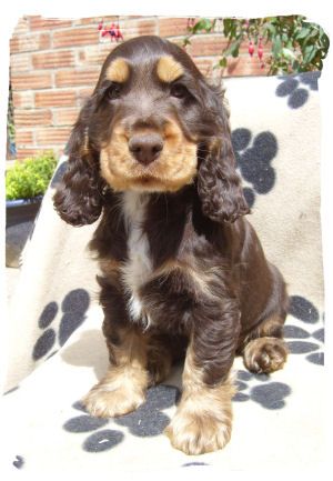 Cocker Spaniel Anglais, Cocker Spaniel Puppies, English Cocker, American Cocker Spaniel, Cocker Spaniel Dog, Terrier Puppies, English Cocker Spaniel, Yorkshire Terrier Puppies, Spaniel Puppies