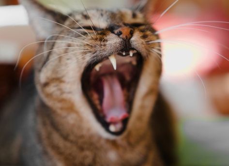 10 Herbs to Improve Your Cat's Health | PetMD Bengal Cat Facts, Cat Teeth, Losing Teeth, Pet Dental Care, Cat Advice, Best Cat Food, Bad Teeth, Birman Cat, Dog Teeth Cleaning