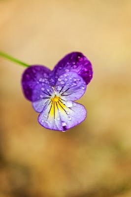 Johnny Jump Up Tattoo, Johnny Jump Up Flowers, Viola Tricolor Illustration, Blue Violets Flowers, Violet Flower Photography, Violet Flower Botanical Illustration, Johnny Jump Up, Types Of Herbs, Macro Flower