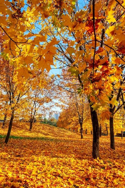 Premium Photo | Golden autumn in the forest Trees In Fall Autumn, Autumn Forest Animals, Fall Wallpaper Ipad, Magical Autumn Forest, Fall Forest Background, Forest In Autumn Aesthetic, Autumn Pics, Autumn Leaf Photography, Fall Scenery