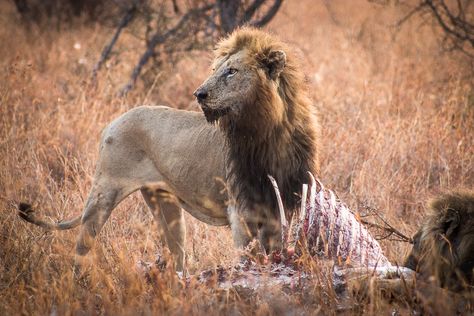 A lion eats, the other one listens the nature Lion Eating Prey, Lion Eating, Lions Den, Pirate Woman, Kandy, Ap Art, A Lion, The Nature, Wild Cats