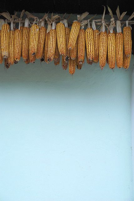 Dried Corn, Corn On Cob, Color Stories, Mellow Yellow, Beautiful Food, Color Textures, Sweet Pea, Food Styling, Food Photo