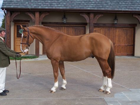 Grogan's High Fidelity - Irish Draught Sport Horse stallion Irish Draught Horse, Irish Draft Horse, Cowgirl Things, Irish Horse, Brown Horses, Irish Sport Horse, Horse Standing, Schleich Horses, Warmblood Horses