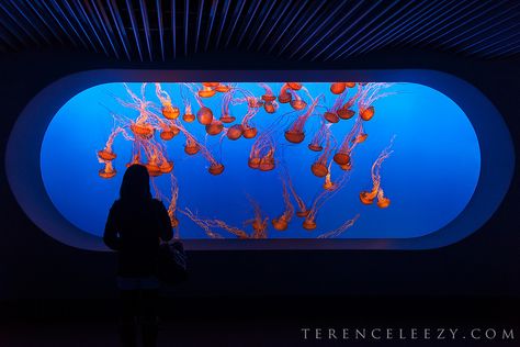 Aquarium Of The Pacific, Monterey Bay Aquarium, World Water Day, Blue Lines, Jelly Fish, Aquatic Animals, Cat Icon, Monterey Bay, Blue Aesthetic