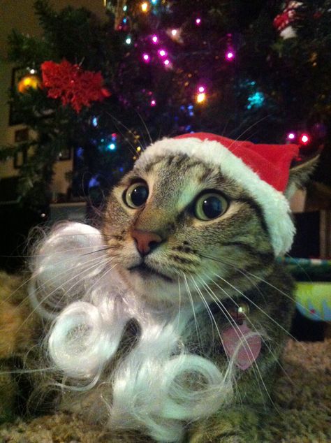 da hat maybe, but da beard has to go ! Christmas Hat Cat Meme, Silly Christmas Cat, Merry Christmas Funny Pictures, Cat Safe Christmas Tree, Cats In Christmas Trees, Cat In Christmas Hat, Cat With Christmas Hat, Christmas Cat Pfp, Cat With Santa Hat