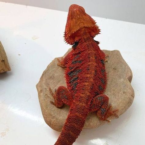 Red Paradox Red Monster Central Bearded Dragon by House Of Dragons #beardeddragon #beardeddragonsoftiktok #lizard #pet #reptile #animals #reptiles #lizardsoftiktok #wildwest #beardeddragons #fypシviralシ2024 Lizard Pet, Red Monster, House Of Dragons, Bearded Dragon, Toad, Wild West, Reptiles, Horn, Pet