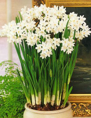 Paperwhites ~ I grew a small bunch of these inside one winter. Very cheery on those gray days. Paper Whites Bulbs, Paper Whites, Daffodil Bulbs, Exotic Flowers, Christmas Paper, Garden Center, Love Flowers, My Flower, Daffodils