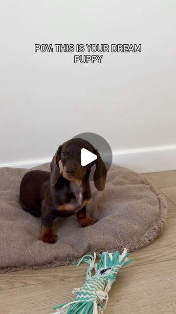 Chocolate Dachshund, Sausage Dog Puppy, Mini Dachshund, The Lounge, Dachshund Puppy, Bad Girl, No Way, Dachshund, Lounge