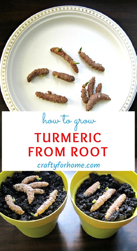 How To Plant Turmeric Root, Grow Turmeric From Root, How To Grow Tumeric Indoors, How To Store Turmeric Root, Turmeric Root How To Use, Planting Tumeric How To Grow, How To Grow Turmeric In A Pot, Turmeric Plants How To Grow, Growing Tumeric In Containers