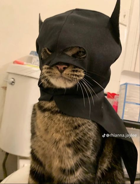 Bat Cat Pfp, Meme Chat, Bat Cat, Funny Looking Cats, Koci Humor, Image Chat, Funny Animal Photos, Silly Cats Pictures, Cute Cats Photos