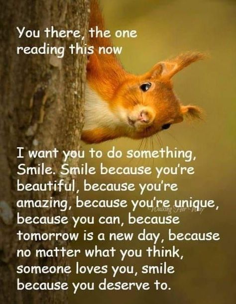 Squirrel Quotes, Squirrel Quote, Funny Uplifting Quotes, Funny Squirrel Pictures, Squirrel Pictures, Tomorrow Is A New Day, Squirrel Funny, Cute Good Morning Images, Uplifting Thoughts