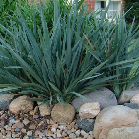 Japanese Courtyard Garden, Sydney Gardens, Australian Garden Design, Front Yard Plants, Low Water Gardening, Australian Native Garden, Rock Garden Plants, Australian Plants, Australian Garden