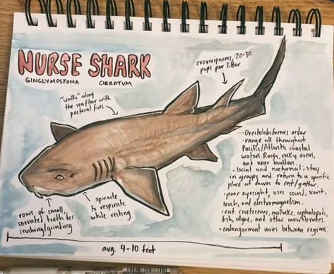 Angel Shark Drawing, Shark Sketchbook Page, Nurse Shark Drawing, This User Is, Shark Oc, Different Types Of Sharks, Oceanography Marine Biology, Shark Books, Shark Stuff