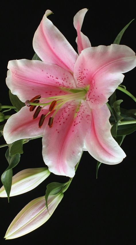 Lilies Flowers Aesthetic, Tree Lily, Lilies Photography, Pink Lily Flower, Flowers Black Background, Lily Wallpaper, Lilly Flower, Stargazer Lily, Nothing But Flowers