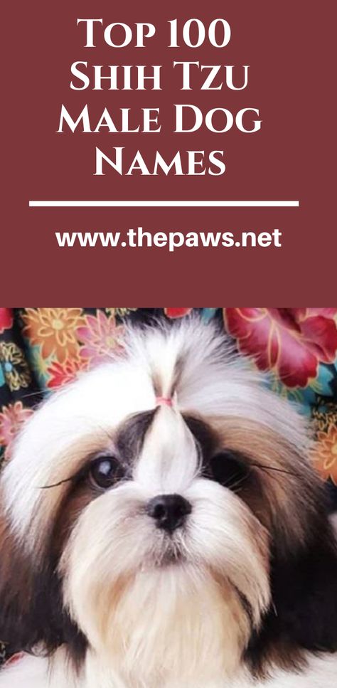 Here are the complete list of the Top 100  Shih Tzu Male Dog Names: #shihtzus #shihtzusmaledogs #shihtzusdogs #shihtzusnames #maleshihtzusnames Shih Tzu Male Haircuts, Male Shitzu Haircuts, Shitzu Haircuts Boy, Male Shih Tzu Grooming Styles, Shih Tzu Names, Puppy Names Unique, Boy Puppy Names, Pet Names For Dogs, Male Dog Names