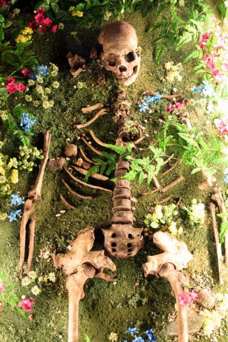 / Vulture Culture, Plants Growing, Skull And Bones, Memento Mori, Photoshop Elements, Nature Aesthetic, In The Middle, The Middle, Art Inspo