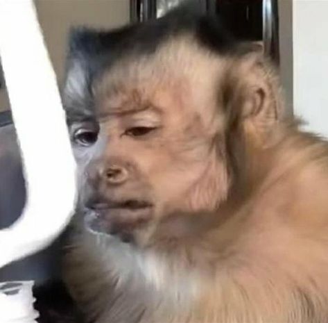 Monkey Side Eye, Confused Monkey, Monkey Memes, Cute Monkey Pictures, Capuchin Monkey, Funny Hamsters, Funny Monkey, Monkey Pictures, Monkey 3