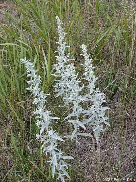 Artemisia Ludoviciana, White Sage Plant, Minnesota Wildflowers, Medicine Garden, Grass Drawing, Prairie Planting, Plant Names, Sage Plant, Goth Garden