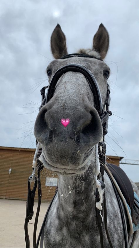 A Horse, Best Gifts, Horses, Perfect Gift, Pink, Gifts