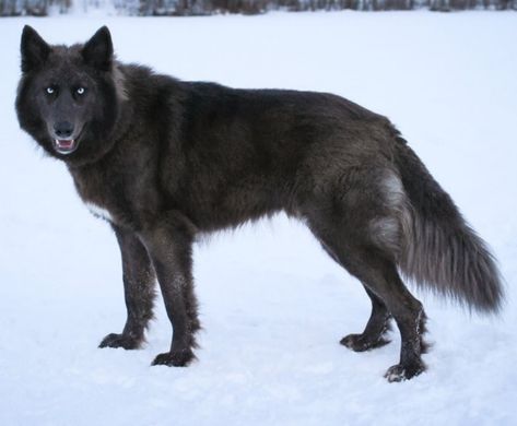 Black Wolfdog, Captain Fordo, Wolfdog Hybrid, Hp Oc, Police Canine, Wolf Dogs, Wolf Hybrid, Hybrid Dogs, Irish Wolfhound