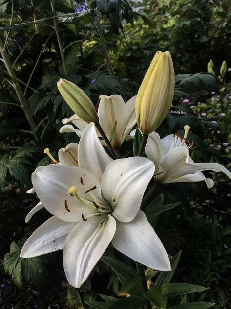 Royal Lily Flower, White Lily Flower Aesthetic, Lilies Of The Field, Dark Tree, Boquette Flowers, Nothing But Flowers, Flower Therapy, Flower Art Images, Beautiful Bouquet Of Flowers