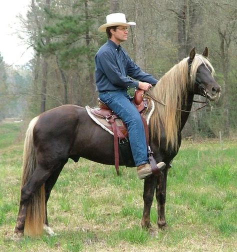 Rocky Mountain Horse, Horses Breeds, Liver Chestnut, Rare Horse Breeds, Farm Work, Mountain Horse, Horse Ears, Morgan Horse, Dream Horse