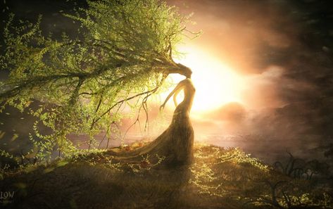 La femme saule | conte japonais - le site du Japon Fantasy Music, Composition Writing, Fantasy Tree, Tree Woman, Weeping Willow, Writing Ideas, Willow Tree, Beautiful Tree, Tree Art