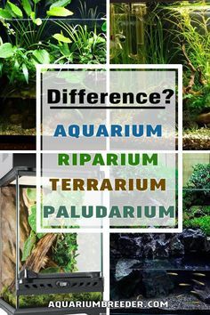 Diy Planted Aquarium, Riparium Tanks, Terrarium Ecosystem With Animals, Terrarium Tank Ideas, Aqua Terrarium With Fish, Terrarium Ideas Fish Tank, Terrarium In Aquarium Tank, Isopod Vivarium, Riparium Diy