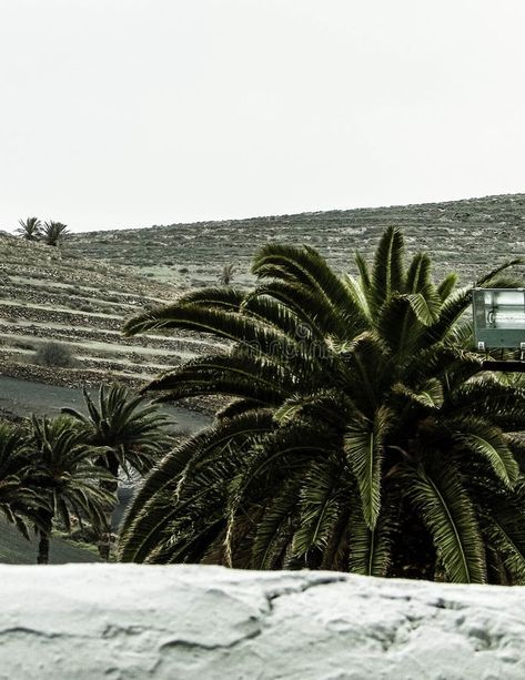 Palms in Haria, Lanzarote, Canary Islands stock photography Canary Islands, Jewellery Design, Stock Photography, Photo Image, Design Ideas, Jewelry Design, Stock Photos, Green, Photography