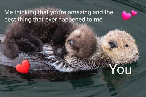 The forbidden animals in Denmark Otters Hugging, Baby Sea Otters, Animal Hugs, Otters Cute, Otter Love, Sea Otters, Baby Otters, Tapeta Galaxie, Sea Otter