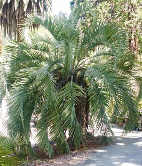 7 Foolproof Palm Trees For North Texas Climates Needle Palm, Cold Hardy Palm Trees, Texas Trees, Texas Winter, Arctic Blast, Northern Florida, Texas Panhandle, Tree Winter, Fan Palm