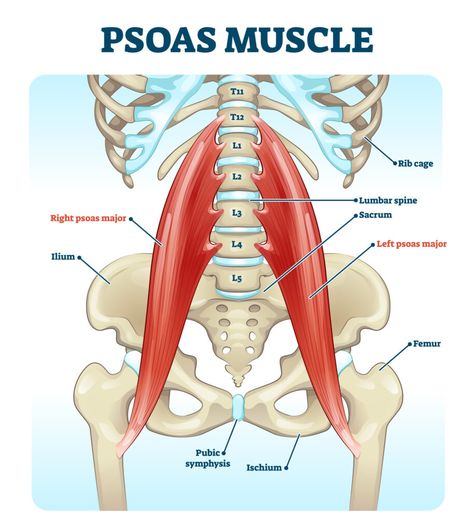 Psoas Iliaque, Psoas Stretch, Nervus Vagus, Hip Flexor Exercises, Bursitis Hip, Muscle Stretches, Hip Flexor Stretch, Tight Hip Flexors, Frozen Shoulder