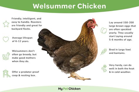 Welsummer Chicken Breed: The Complete Guide - My Pet Chicken Giant Chicken Breeds, Welsummer Chicken, Olive Egger Chicken, Chicken Breeds Chart, Australorp Chicken, Black Australorp, Olive Egger, Easter Eggers, Pet Chicken