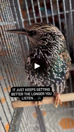 807K views · 128K reactions | No adventures this morning, but The Mouth still had a lot to talk about. ❤️ | Sarah Tidwell | inkydragon · Original audio Talking Birds, Star Wars R2d2, Next Film, African Grey, Worth The Wait, Exciting News, Sound Effects, Me Clean, Funny Kids