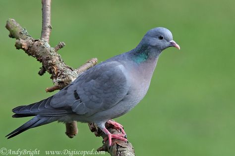 Stock doves are similar in plumage to rock doves/feral pigeons, but a bit smaller.  Perhaps the most differentiating feature is their black eyes.  Mostly blue-grey with a pinkish breast and iridescent green neck patch, they have a black tipped tail and two small black wing-bars on each wing, which are less distinct than the wing-bars on a Rock Dove.  Unlike rock doves/feral pigeons, Stock Doves do not have pale rumps. Over half their European population is found in the UK. Feral Pigeon, Stock Dove, Camera Images, Wood Pigeon, Dove Pigeon, British Birds, Turtle Dove, Woodpeckers, Black Neck