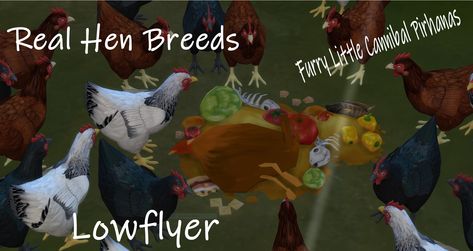 Mod The Sims - Three REAL hen breeds! Hen Breeds, Different Breeds Of Chickens, Rhode Island Red Hen, Black Australorp, Rhode Island Red, Black Chickens, Sims 4 Game Mods, Backyard Flocks, Red Hen