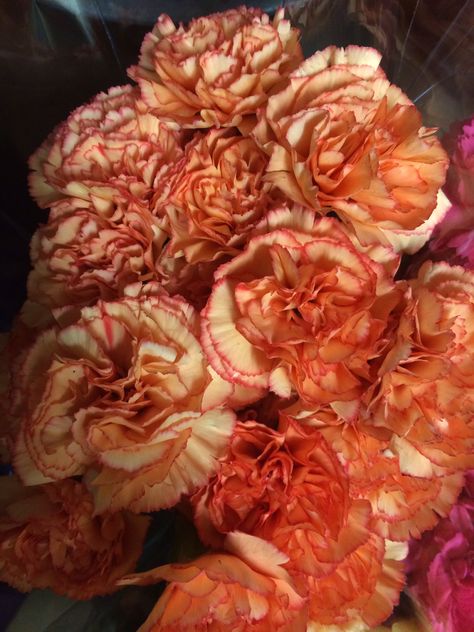 Varigated orange carnations Orange Carnations Aesthetic, Orange Carnation Bouquet, Carnations Aesthetic, Orange Carnation Flower, Carnation Boutonniere, Orange Carnations, Carnation Wedding, Carnation Bouquet, Carnation Flowers