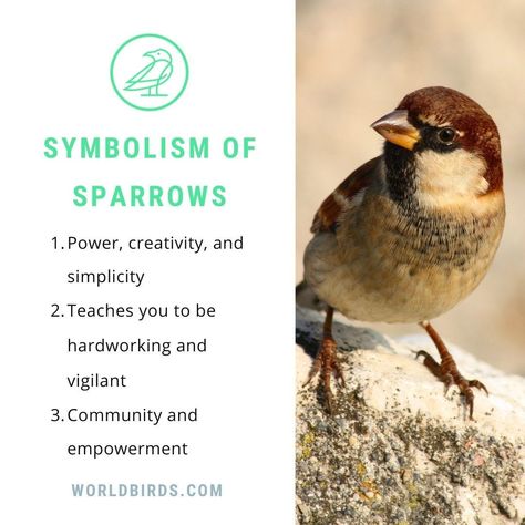 The symbolism attached to sparrows helps you to make the right decision in your life. It makes the overall personality of a person, not only the outer selves but also develops the inner soul of a person. Sparrow Meaning, Bird Symbolism, Bird Symbolism Meaning, Mercury Retrograde Quotes, Sparrow Symbolism, Red Sparrow, Small Wave Tattoo, World Birds, Animal Symbolism